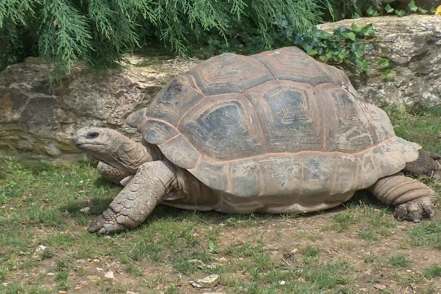 Giant tortoise on Prison Island
