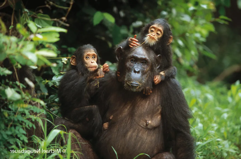 Chimpanzees