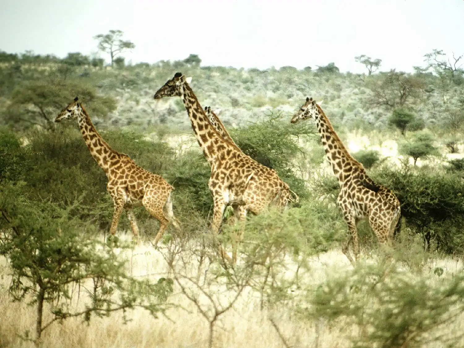 Ibanda-Kyerwa National Park