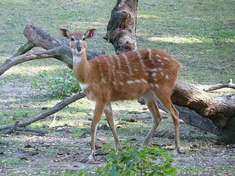Sitatunga Antelope