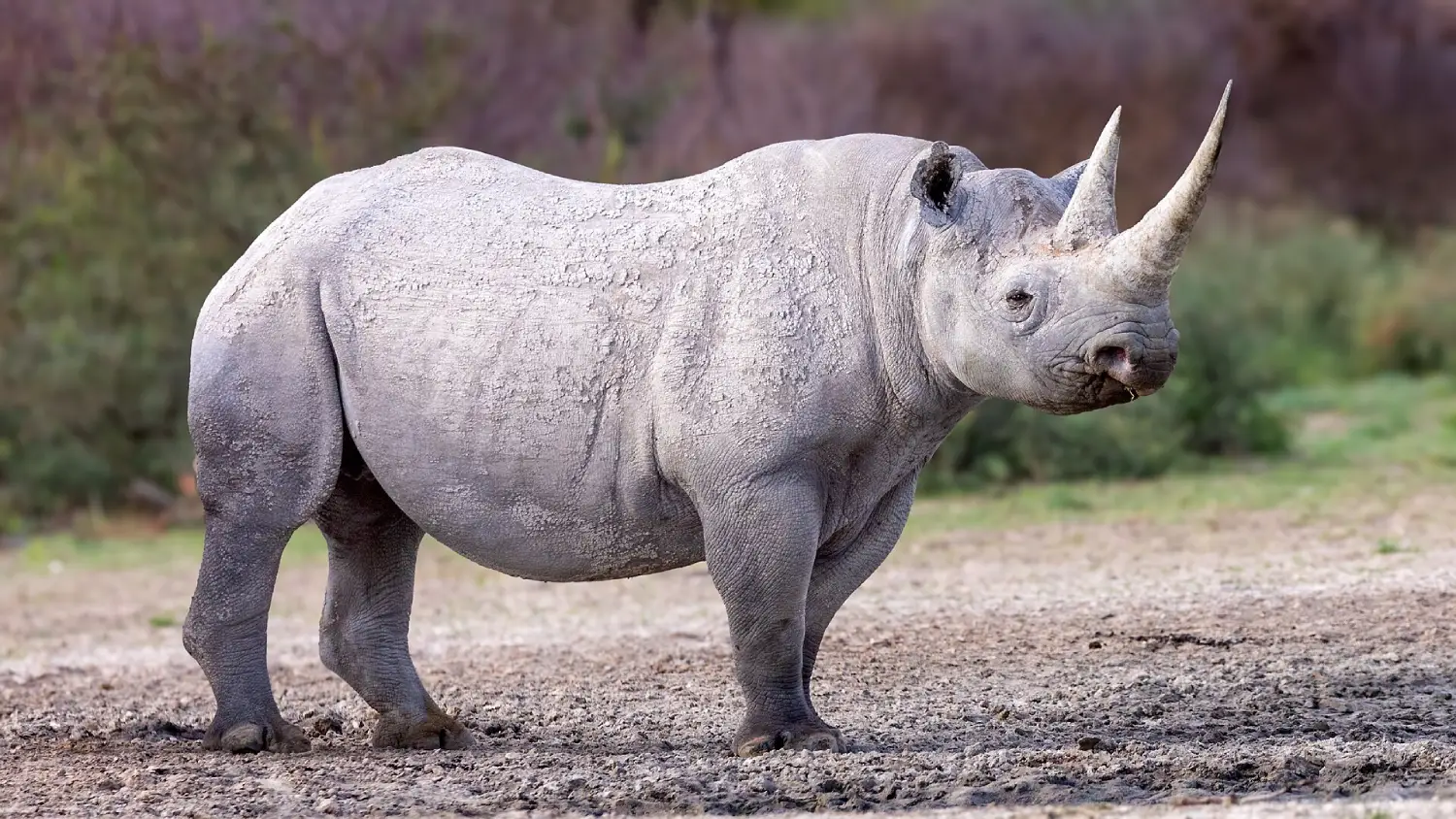 Black Rhino