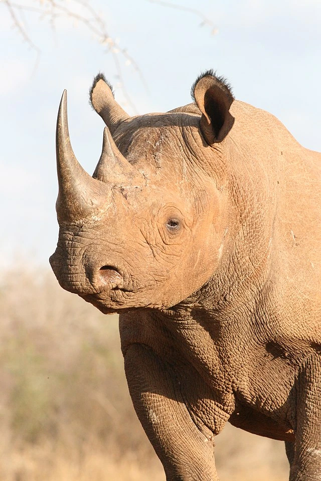 Mkomazi National Park