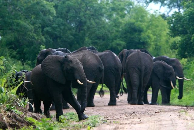 Elephant Herd