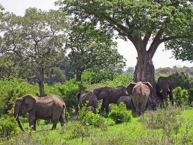Elephant Herd