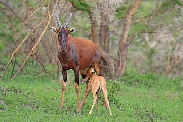 Topi Antelope