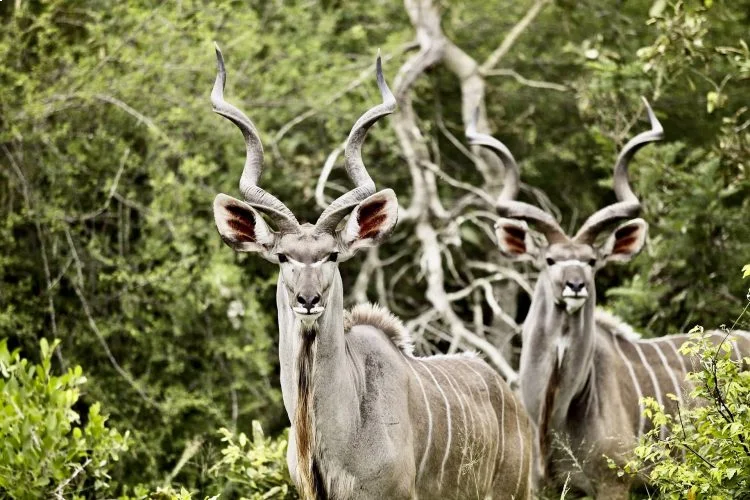 Rumanyika-Karagwe National Park