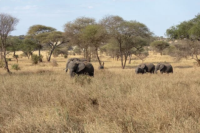 Elephant Herd