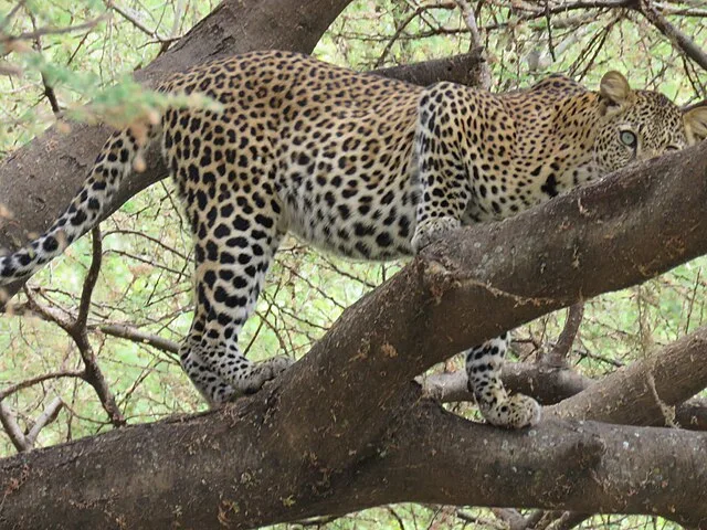 Lake Manyara Safari