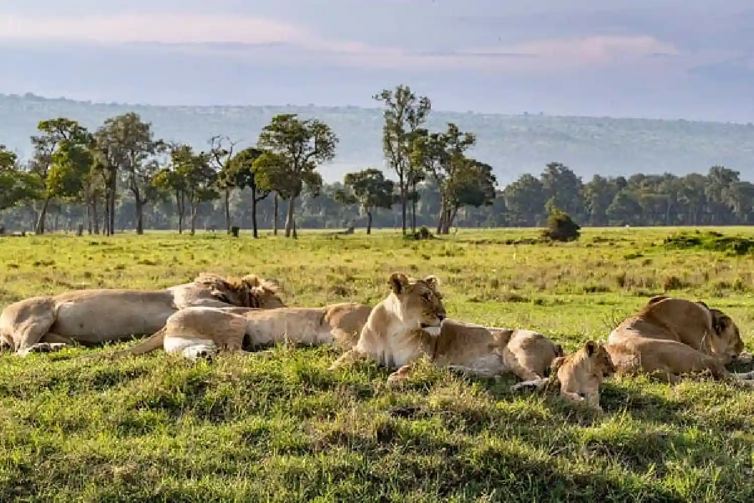 Lion in Serengeti