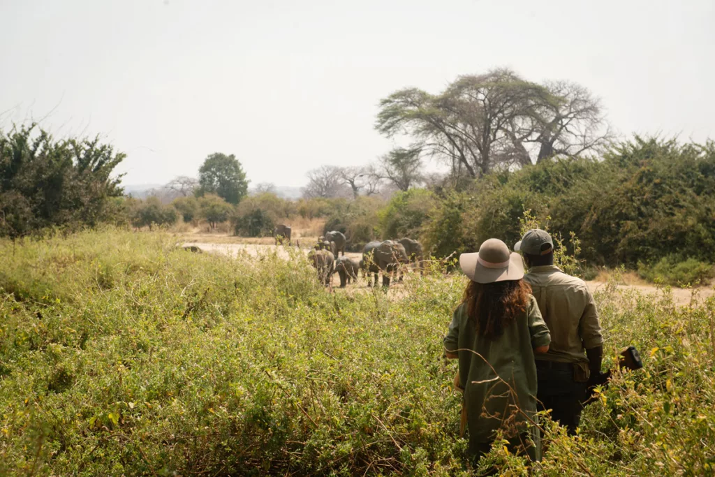 Walking Safari Experience