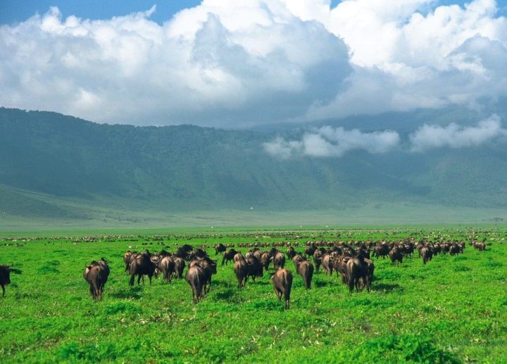 Ngorongoro-Crater- day trip