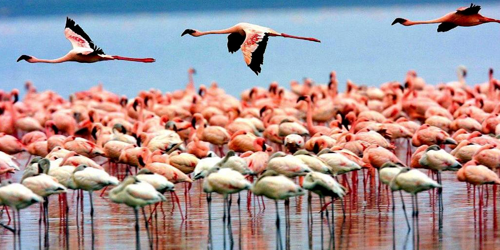 Lake Manyara birding life