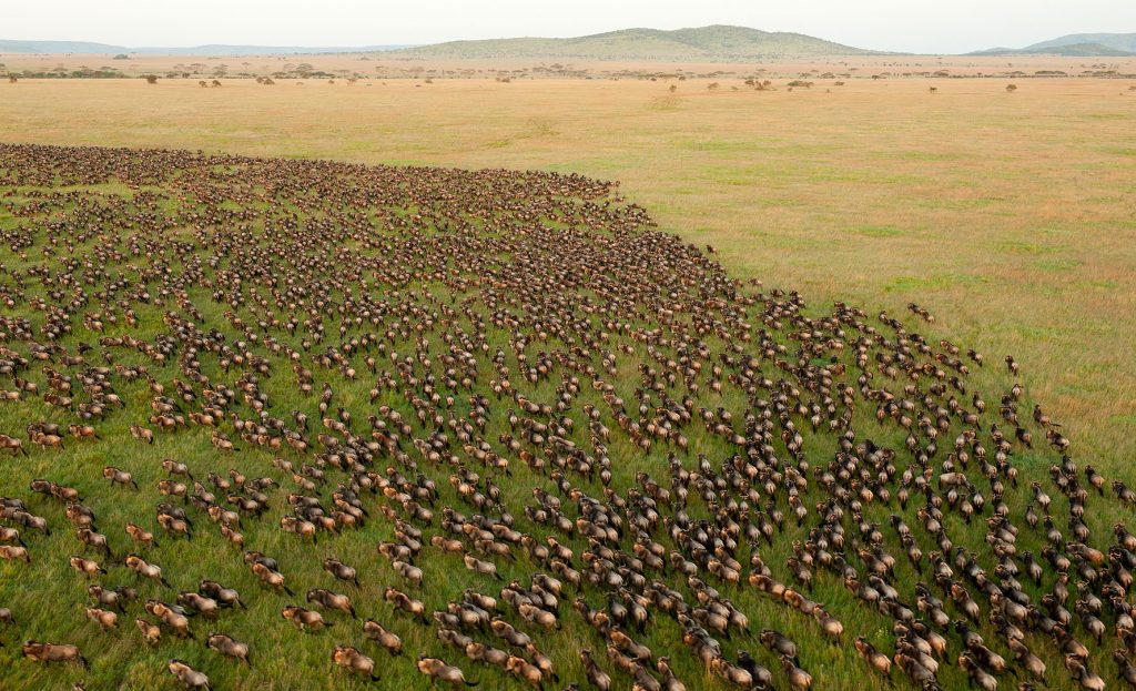 great-migration-Serengeti wonders