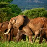 tarangire-national-park-serengeti wonders