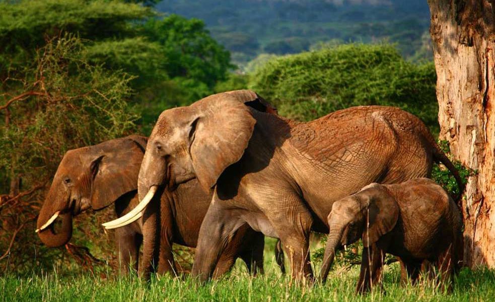 tarangire-national-park-serengeti wonders
